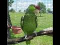 A tribute video to Lilac Crowned Amazon Parrots