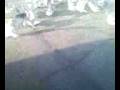 videos de birds attack again...yeahs
