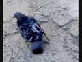 balandis narkomanas;D balandis narkomanas;D