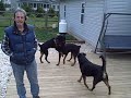 5 Rescue Rotties 5 Rescue Rotties