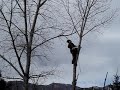 Tree Trimming Colorado Springs