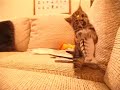the little kitten (mytsie - courtesy of bridget and matt) plays hard and watching her do that is more relaxing than all the aspirine and drug in the world...
la petite chatte mytsie (5 semaines) s'en prend � un jouet plastique. pure d�tente pour les yeux et l'esprit.