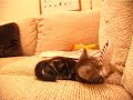 the little kitten (mytsie - courtesy of bridget and matt) plays hard and watching her do that is more relaxing than all the aspirine and drug in the world...
la petite chatte mytsie (5 semaines) s'en prend � un jouet plastique. pure d�tente pour les yeux et l'esprit.