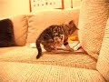 the little kitten (mytsie - courtesy of bridget and matt) plays hard and watching her do that is more relaxing than all the aspirine and drug in the world...
la petite chatte mytsie (5 semaines) s'en prend � un jouet plastique. pure d�tente pour les yeux et l'esprit.