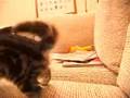 Kitten vs. Toy - Chaton avec un jouet