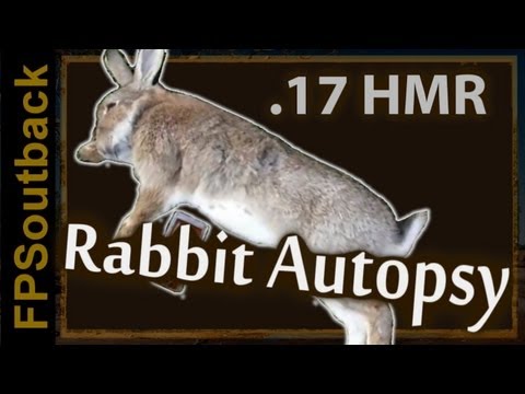 .17 HMR Rabbit Hunting Autopsy (Censored)