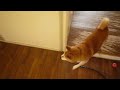 ??????????????????????????shiba inu