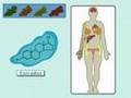 The Estrogen Receptor (I): Hormonal Mechanisms in the Body