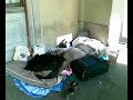 Giovanissima barbone donna a Torino