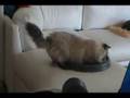 My-Cat-s-Fav-Toy