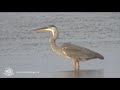 Parc national du Canada Kouchibouguac La santé des estuaires