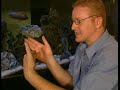 Cichlid Breeding Advice (Check it out!!!) Cichlid Breeding Advice (Check it out!!!)