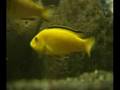 Cichlid Breeding Advice (Check it out!!!)