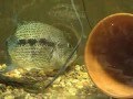Parachromis Dovii