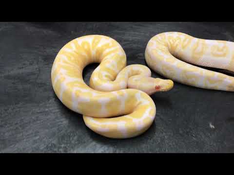 YouTube reptile video