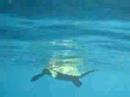 Turtle at Place of Refuge - Pu\ Turtle at Place of Refuge - Pu\