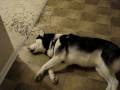 Lazy Dog Eats Spilled Food