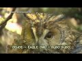 oehoe - eagle owl - bubo bubo