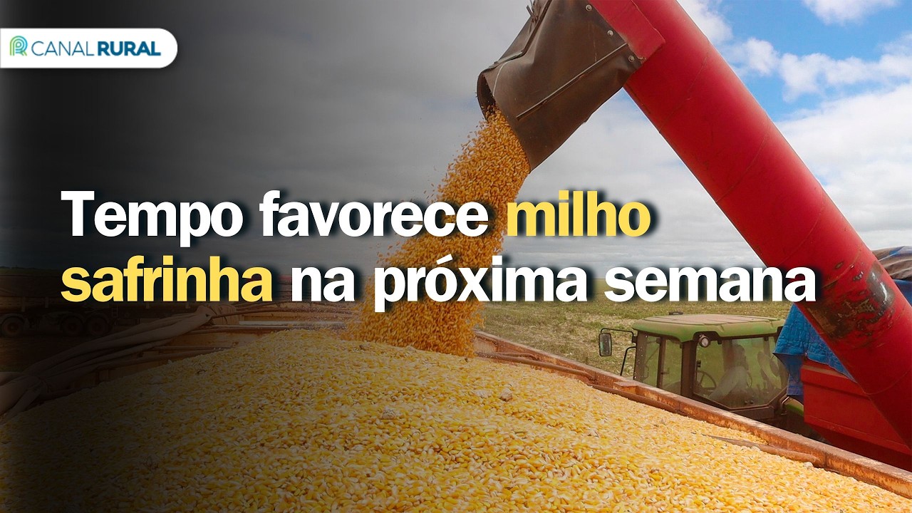 Previsão do tempo | Brasil 15 dias | Tempo favorece milho safrinha na próxima semana