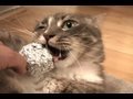 Aluminum Foil Cats