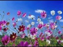 OMAR AKRAM - Dancing with the wind OMAR AKRAM - Dancing with the wind