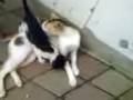 videos de Banho de língua.