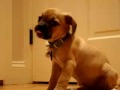 videos de Puggle Ant Attack