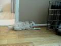 videos de Day 2 - playin w/ his bone.