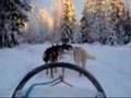 Husky tour in Lapland