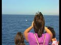 Sperm whale Cachalotes.Estrecho Gibraltar Tarifa   2007