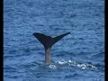 Sperm whale Cachalotes.Estrecho Gibraltar Tarifa   2007