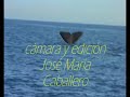 Sperm whale Cachalotes.Estrecho Gibraltar Tarifa   2007