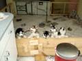 Siberian huskies singing (5 puppies and 2 adults_
