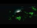 COD: Modern Warfare 2 Intro Music [Xbox 360]