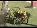 Iberostar Bavaro Coconut/Palm Tree Trimmers