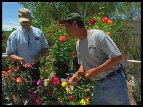 how to trim rose trees