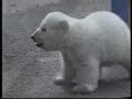 маленький белый медвежонок