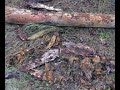 Wandeling De Koog / bos en duin