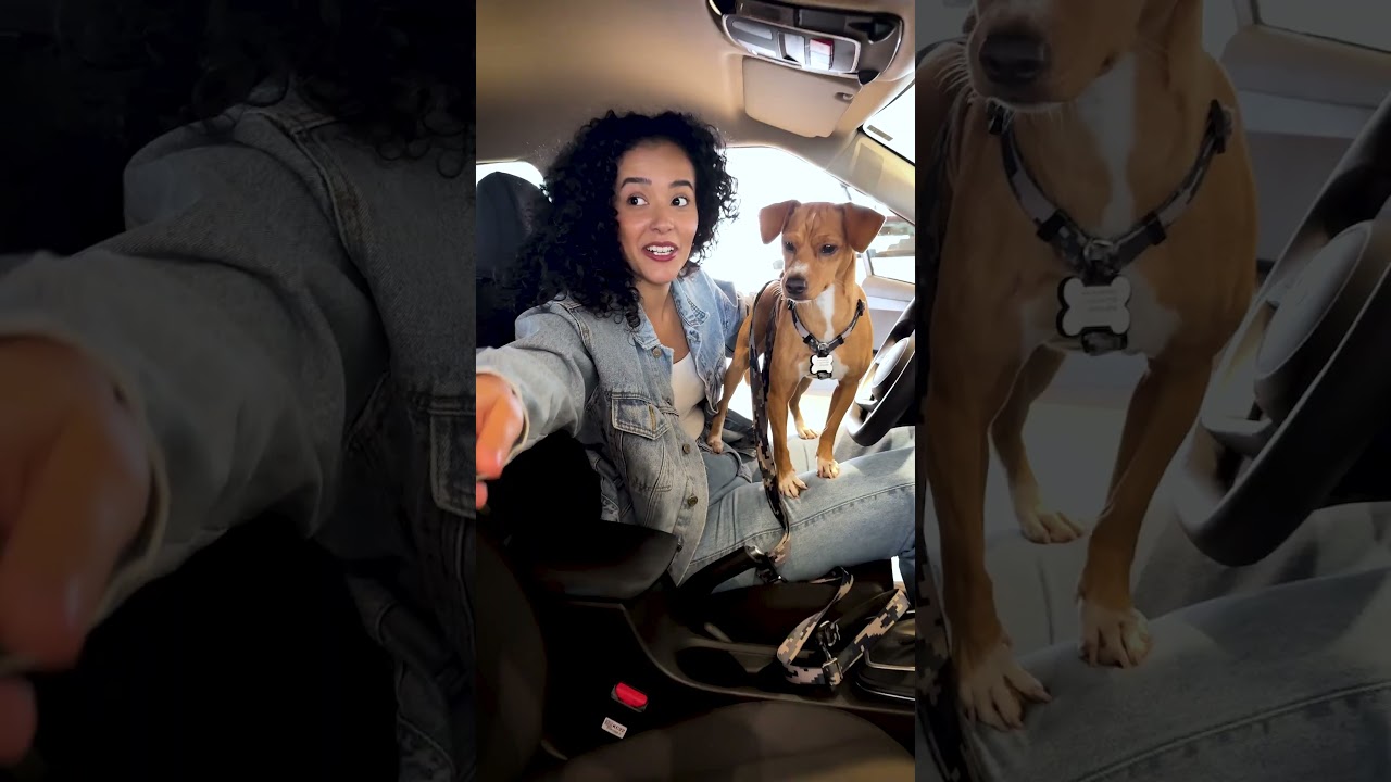Hyundai Pets