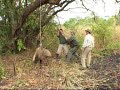 SIMBA E MBOGO