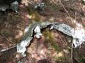 B-25C MITCHELL Plane Crash Site Perham, Maine