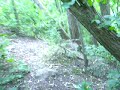 Blair Witch Project (Danny Version)