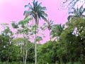 cortando-mamey-en-chacaltianguis.html