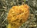 Morel Mushroom Hunt Big As My Boot