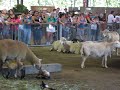 Sheep and lamb right after birth.