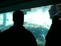 Okinawa Churaumi Aquarium Part1 (New Version)