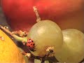 Mr. Ladybird in the Fruity Mountains Mr. Ladybird in the Fruity Mountains