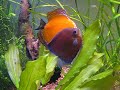 discus laying eggs