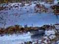 videos de Red-necked Phalarope (Phalaropus lobatus)