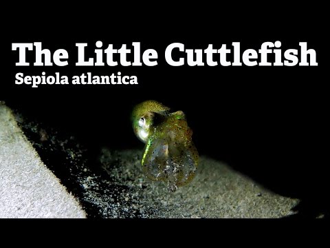 The Little Cuttlefish